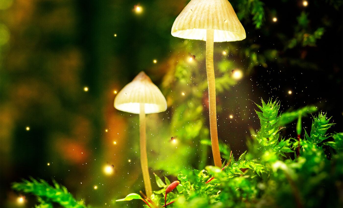 How psilocybin mushrooms got their "magic"