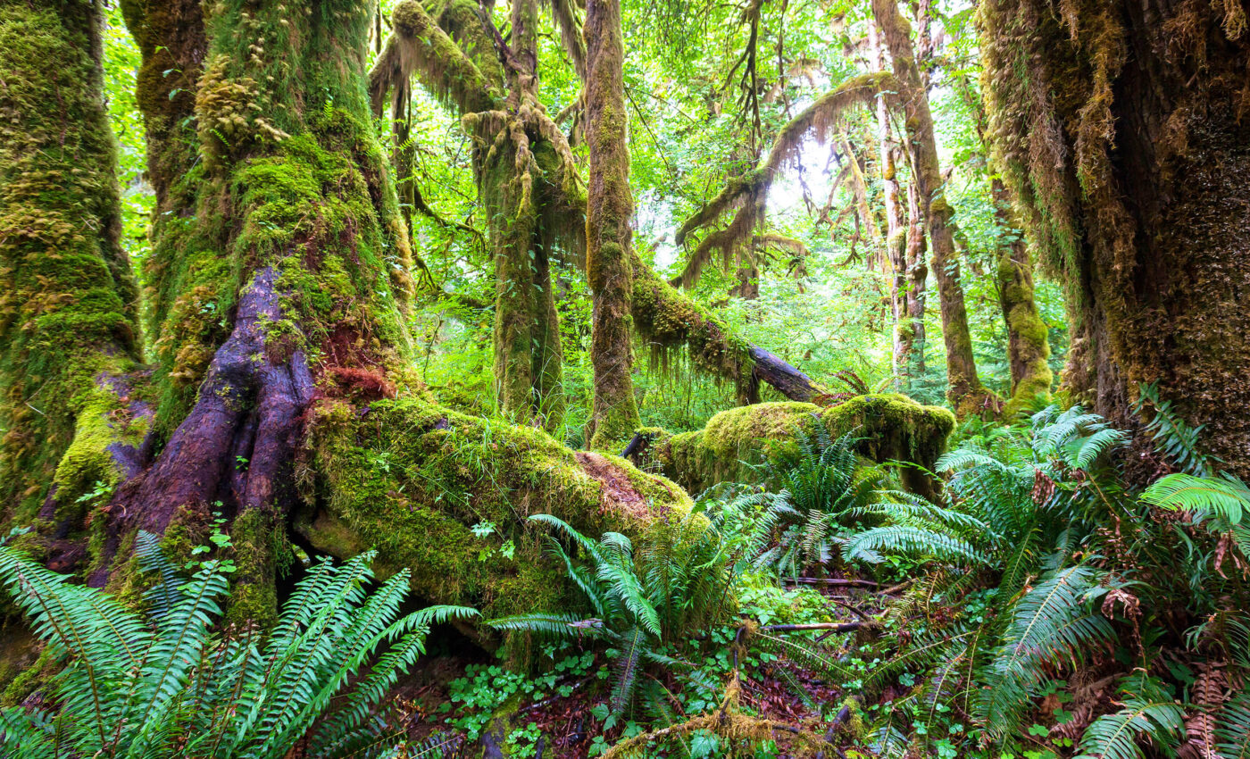 Scientists name the most common tropical tree species for the first time
