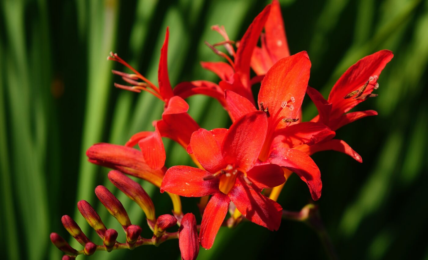 Kew Gardens' top 10 new plants and fungi discovered in 2023