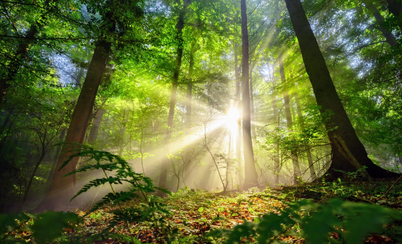 Forests are becoming less productive due to climate change