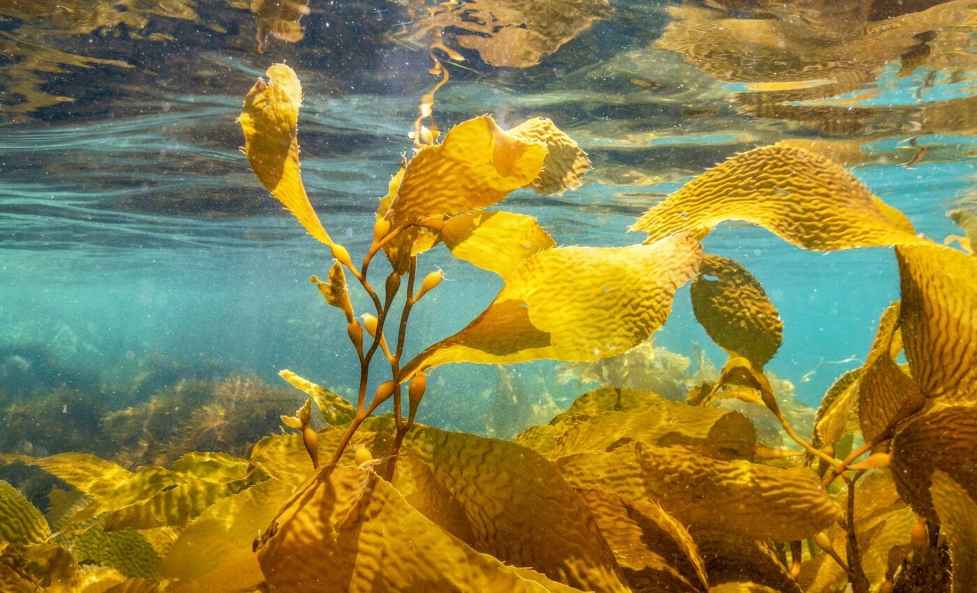 Pacific kelp forests existed 32 million years ago
