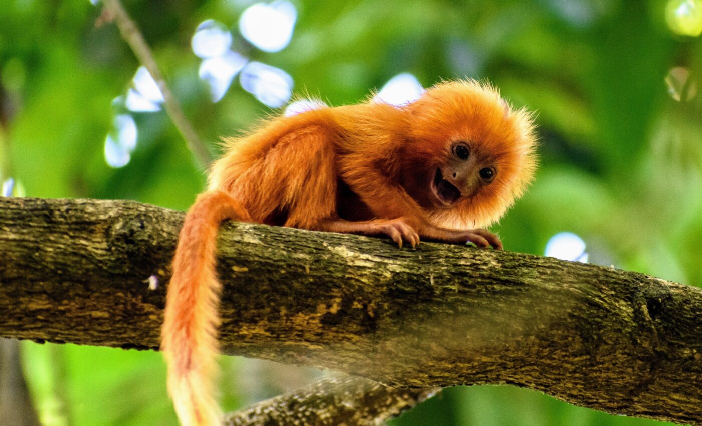 Alarming number of tree species threatened in the Atlantic Rainforest