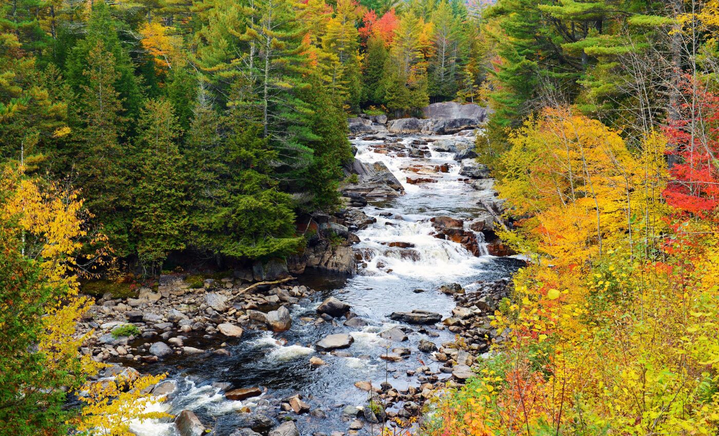 World’s oldest forest discovered close to New York City