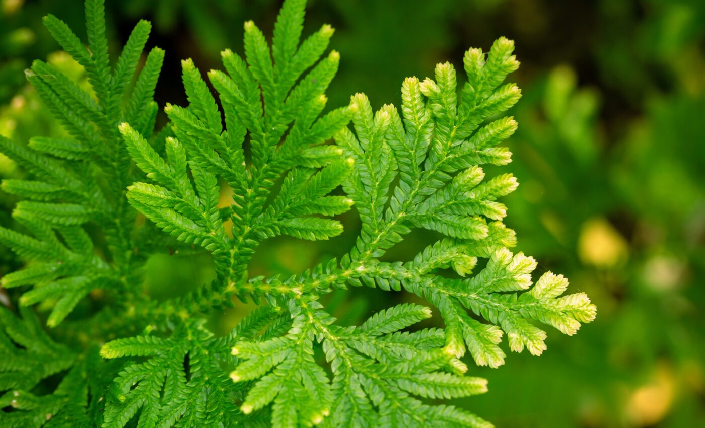 These plants have maintained genetic stability for 350 million years