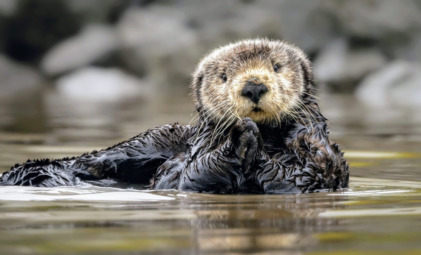 Sea otters have protected kelp forests for a century