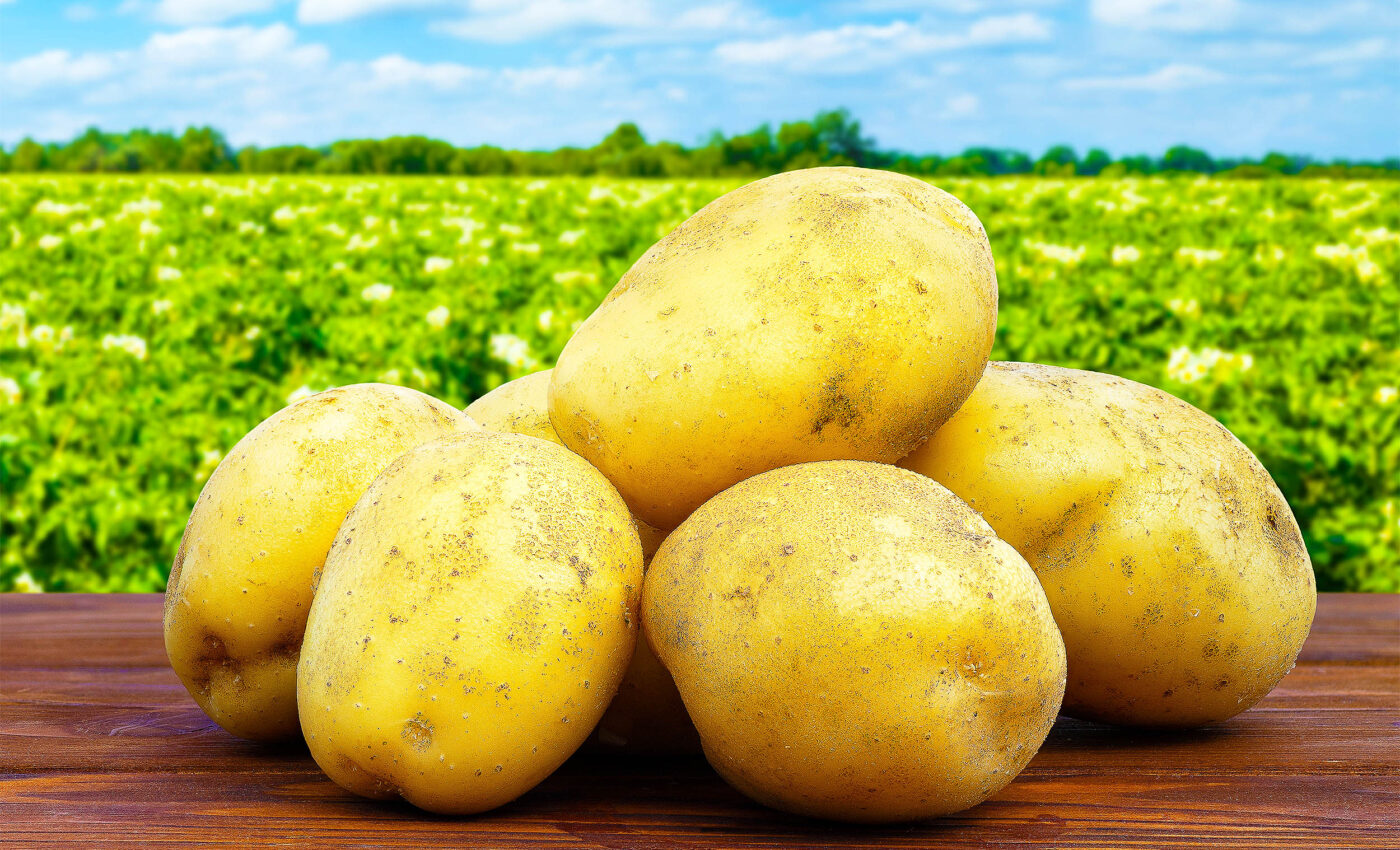 Potato-threatening pathogens discovered that could harm potato chip production