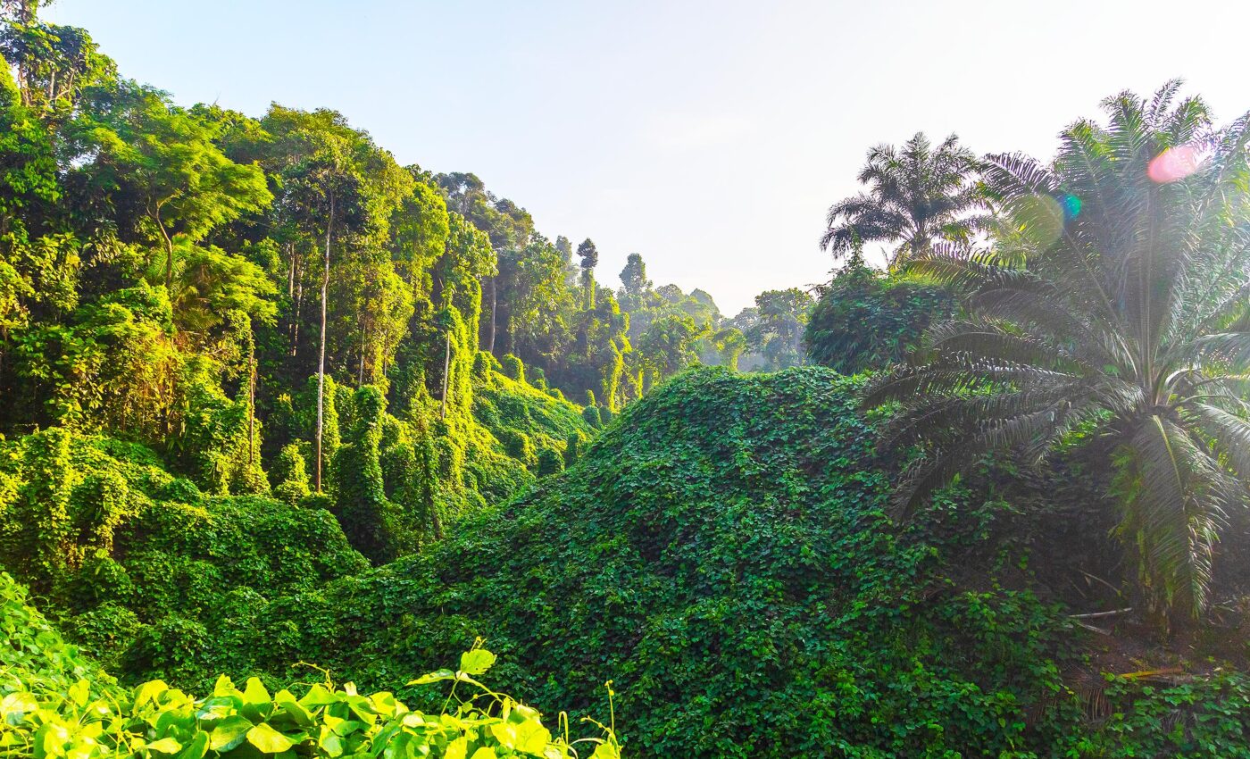 Tree diversity makes forests more resilient against storms