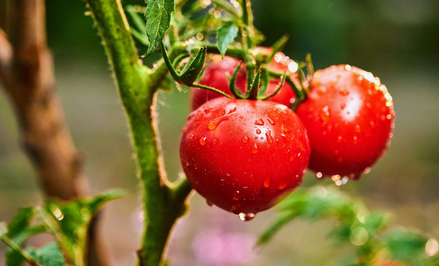 Tomato plants ‘talk’ to one another to signal danger