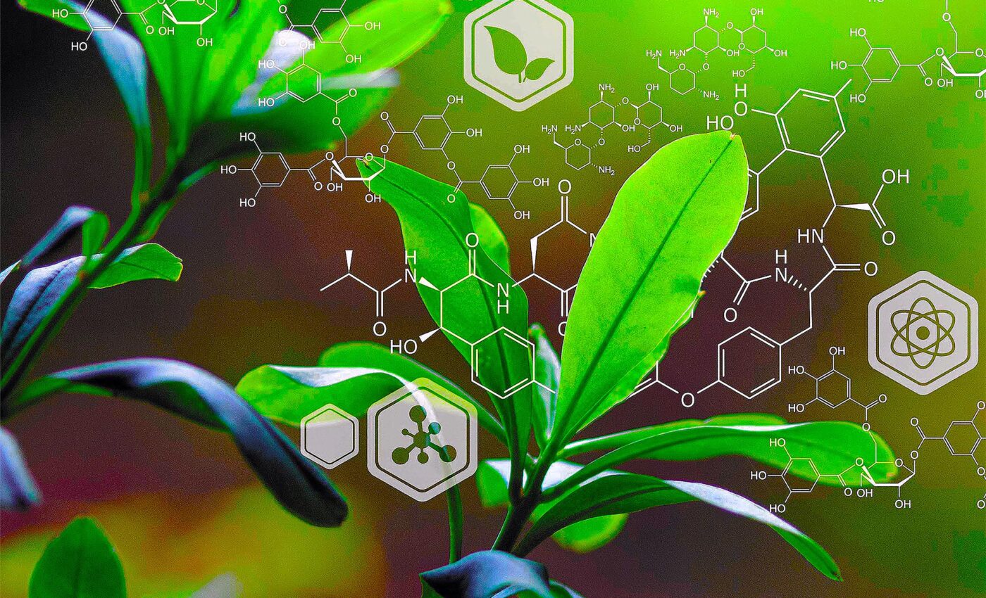 Plants communicating with each other caught on video for the first time ever