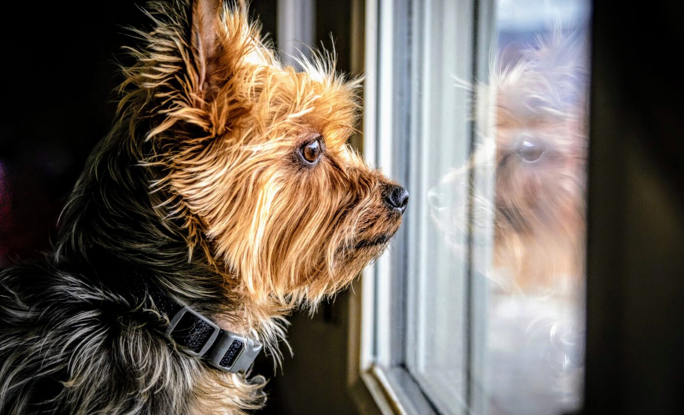 Forced separation between humans and pets often ends in tragedy