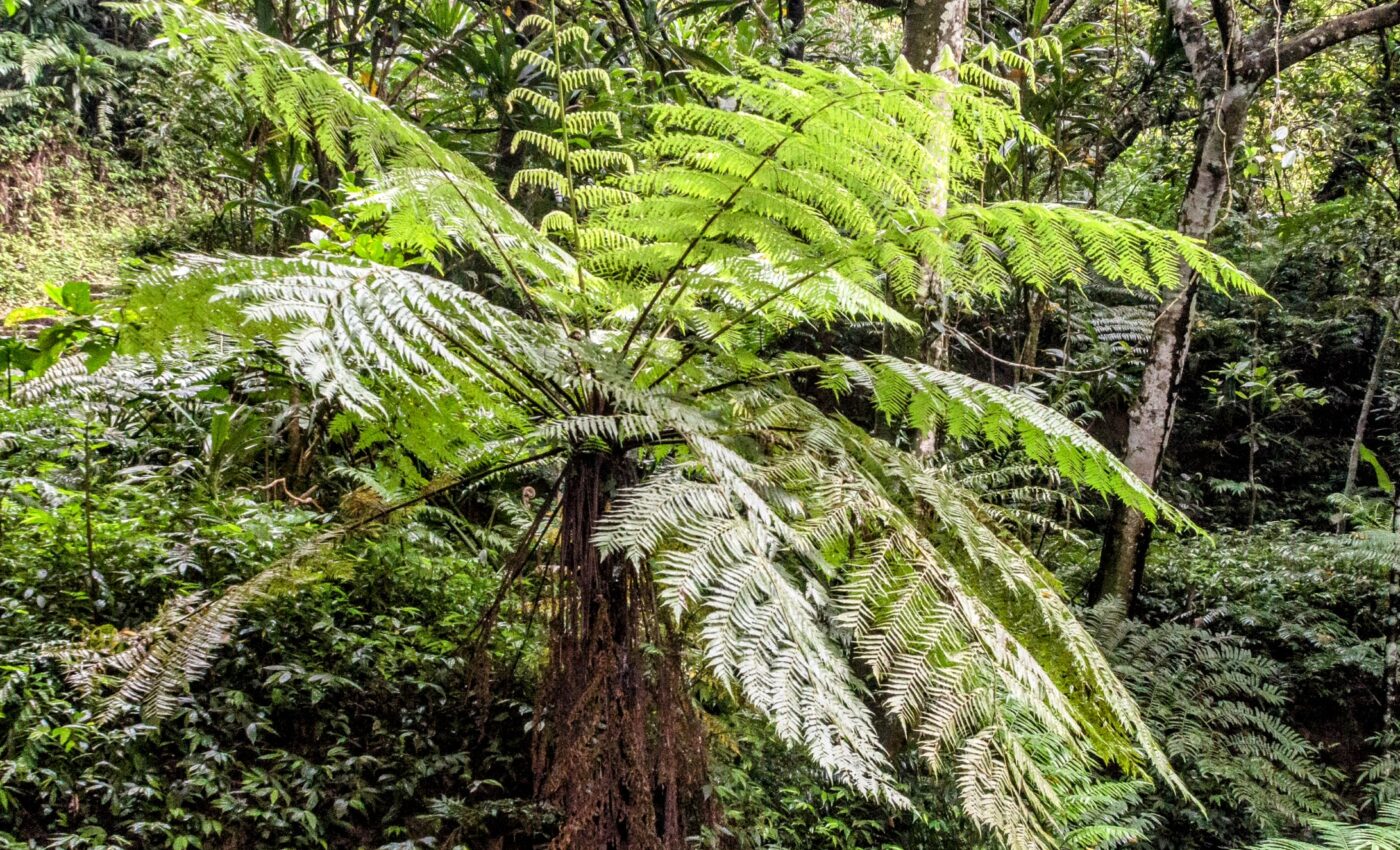 Tree ferns turn their dead leaves into new roots