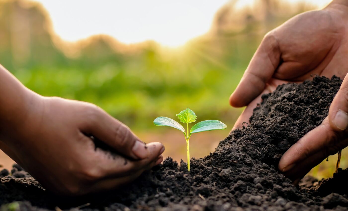 Tree-planting campaigns fall short of successful reforestation