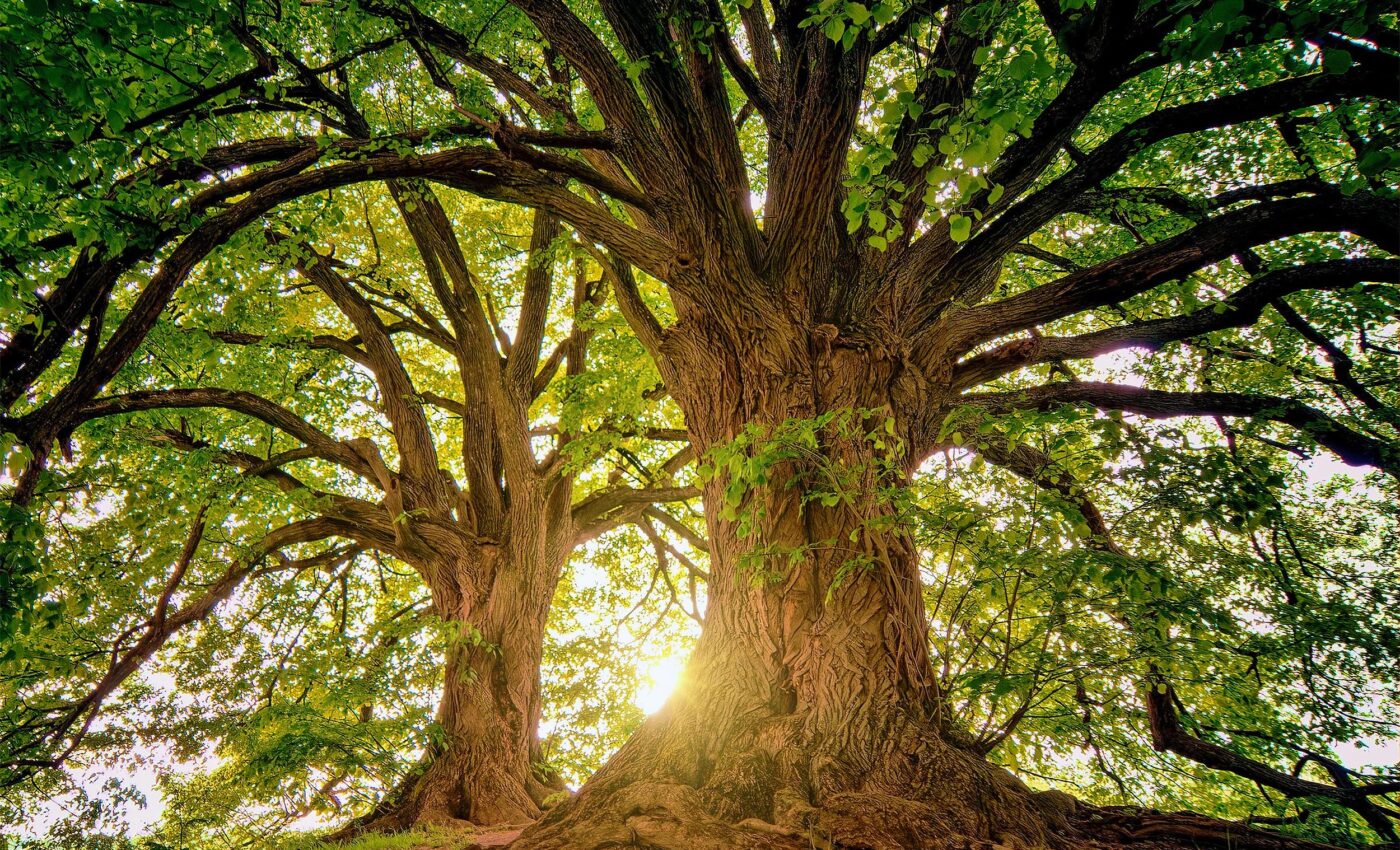 Trees are struggling to "breathe" and store CO2 as the climate warms