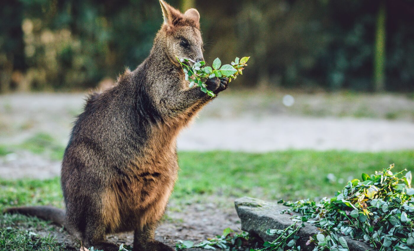 Tricking animals with odor could save plants from browsing damage