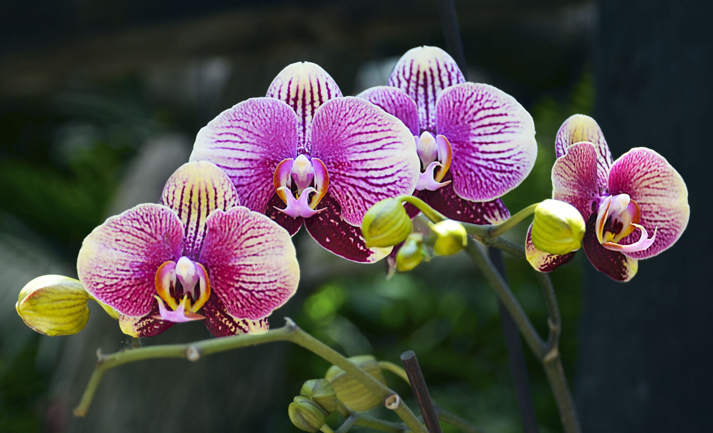 Asparagus and orchids share surprising similarities