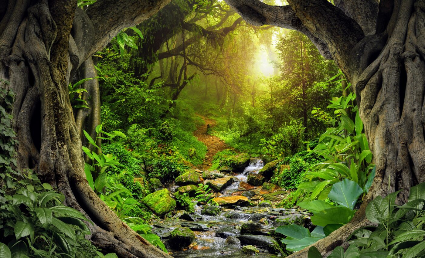 Forests play an overlooked role in Earth's climate system