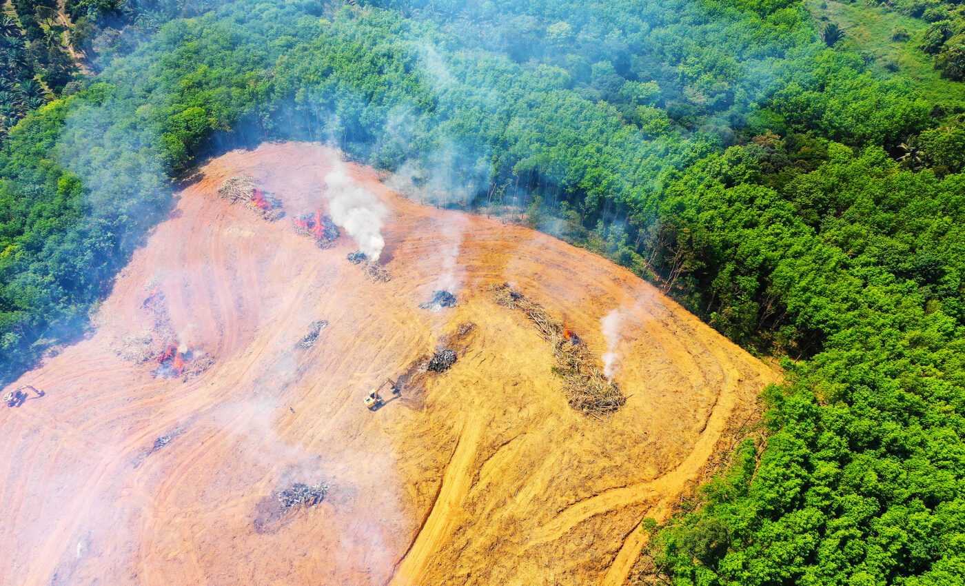 Global deforestation directly linked to atmospheric mercury emissions