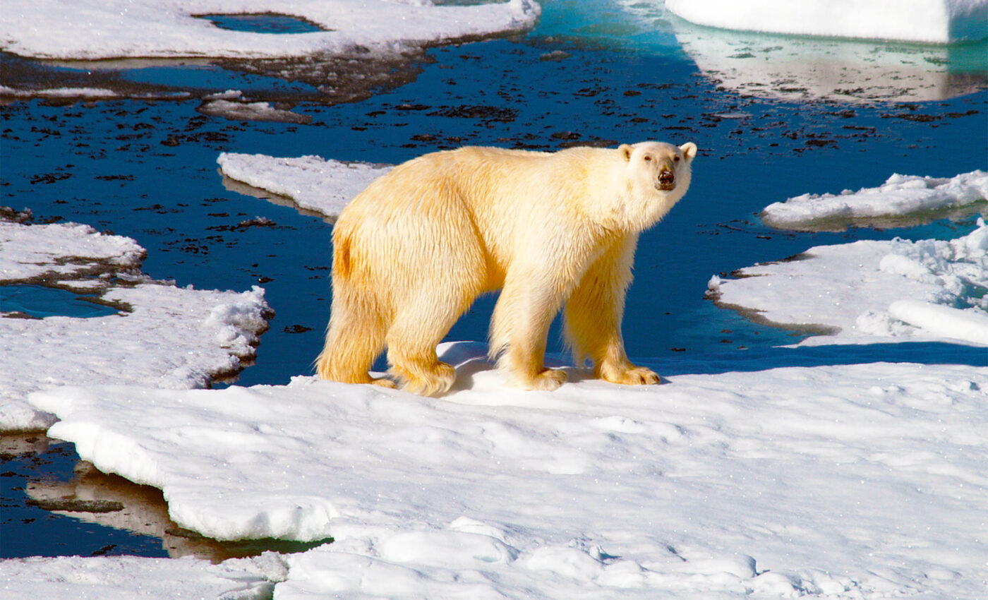 Polar bears are struggling to survive longer summers, and unlikely to adapt