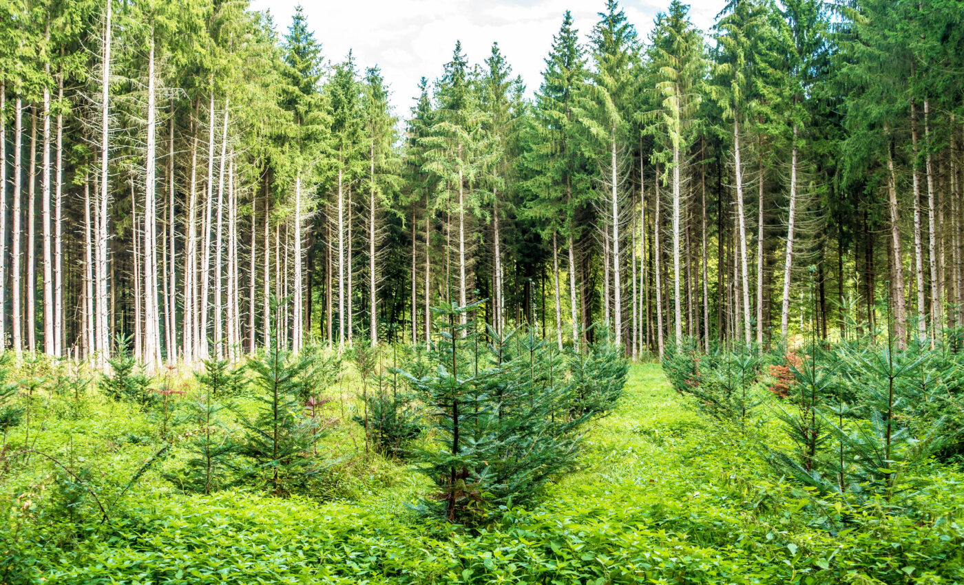 Success story: Reforestation has helped keep the eastern US relatively cool
