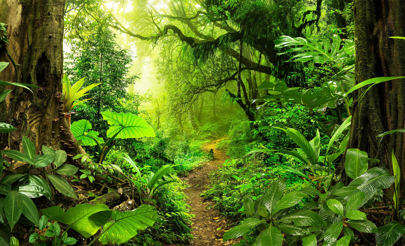 The Amazon rainforest is approaching widespread collapse