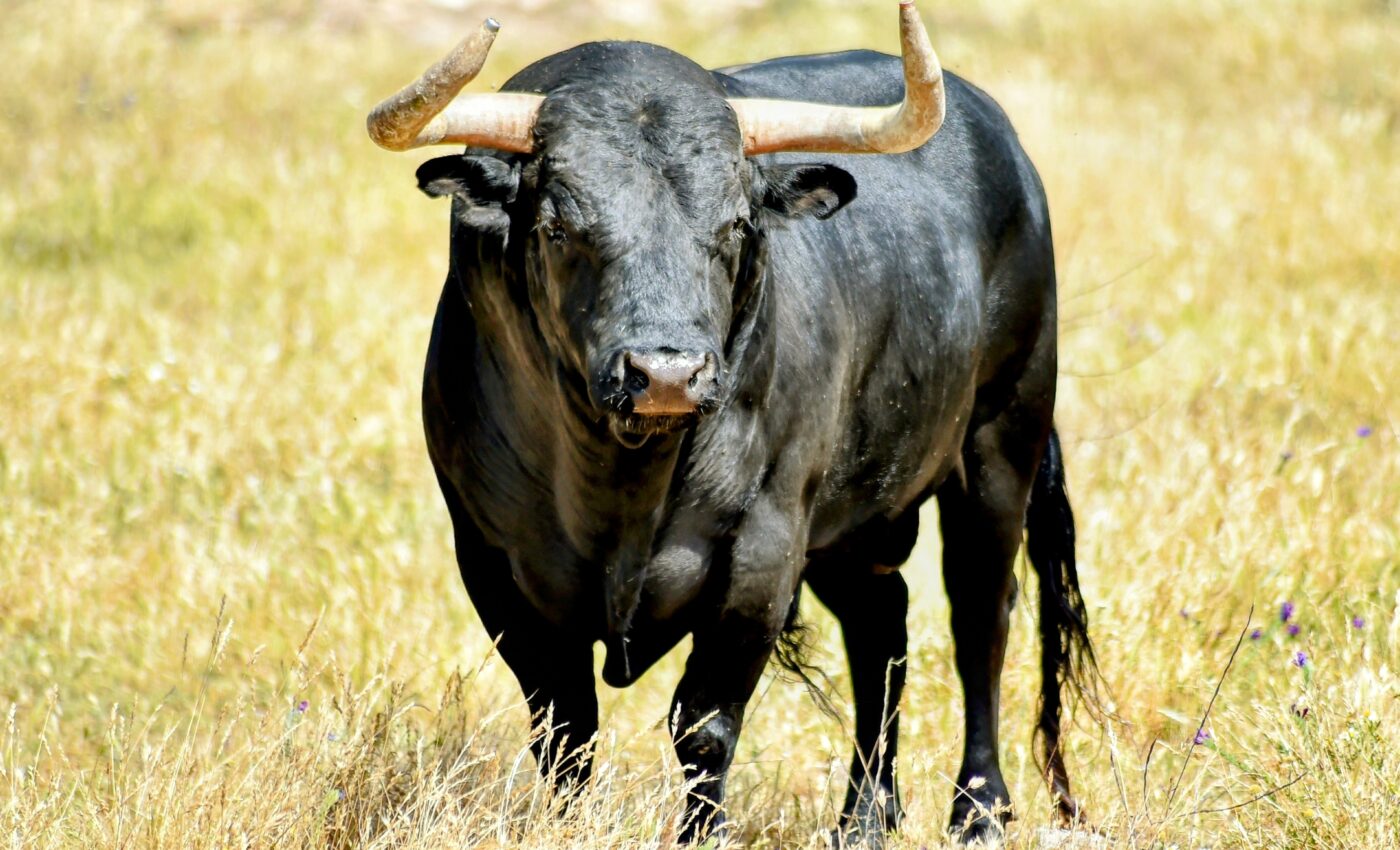 Bulls are helping solve the mysteries of male infertility