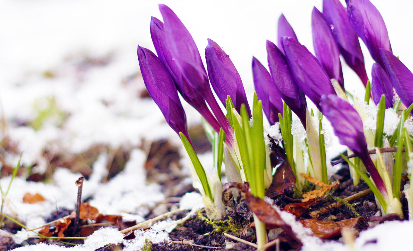 Flowers are blooming up to 92 days earlier due to climate change