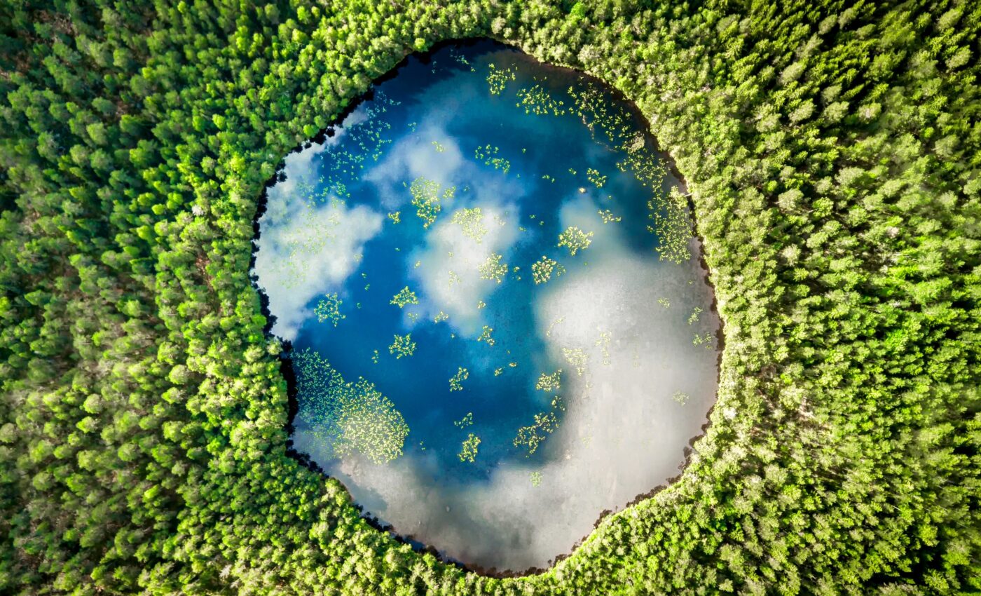 Planting too many trees could spoil the planet