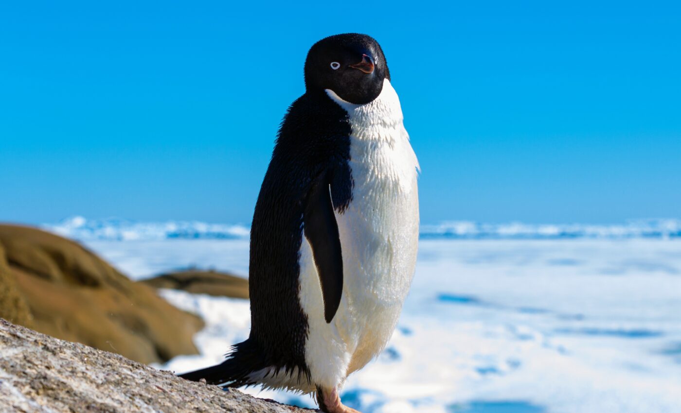 Antarctica's protective ice barriers are melting at double the pace