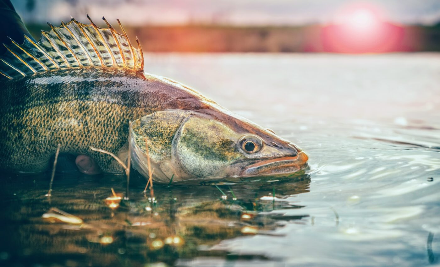 Walleye are struggling to adapt to rapid seasonal changes