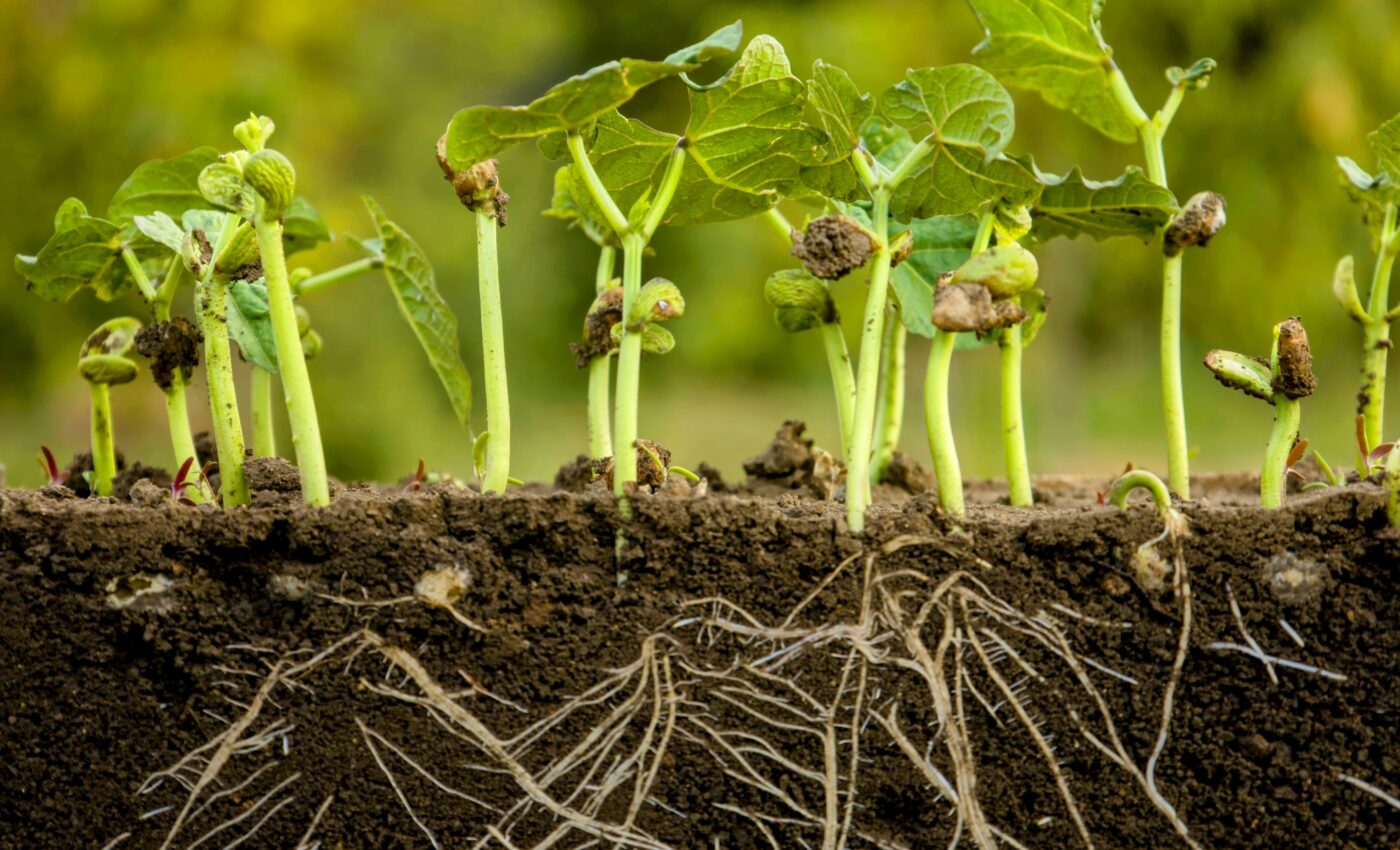 Plants change their roots to survive harsh conditions