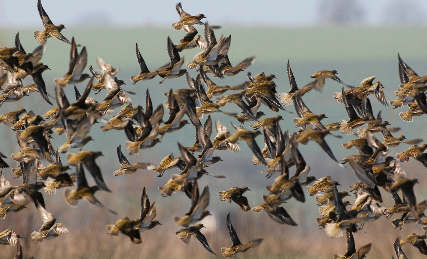 Arctic survival: Can shorebirds adjust to changes in their diet?