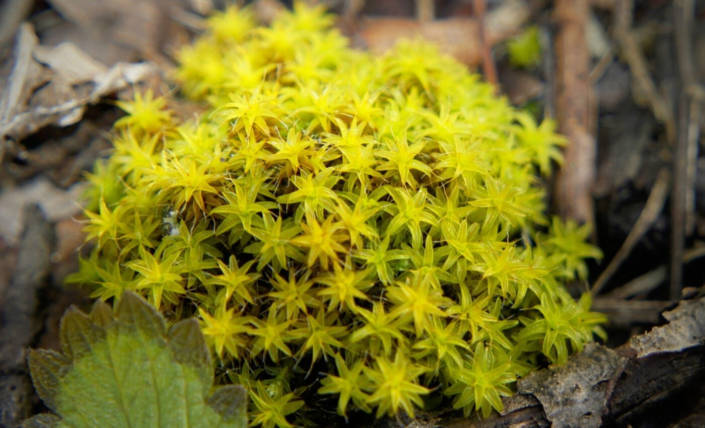 Drying without dying: Desert moss holds the key to drought tolerance