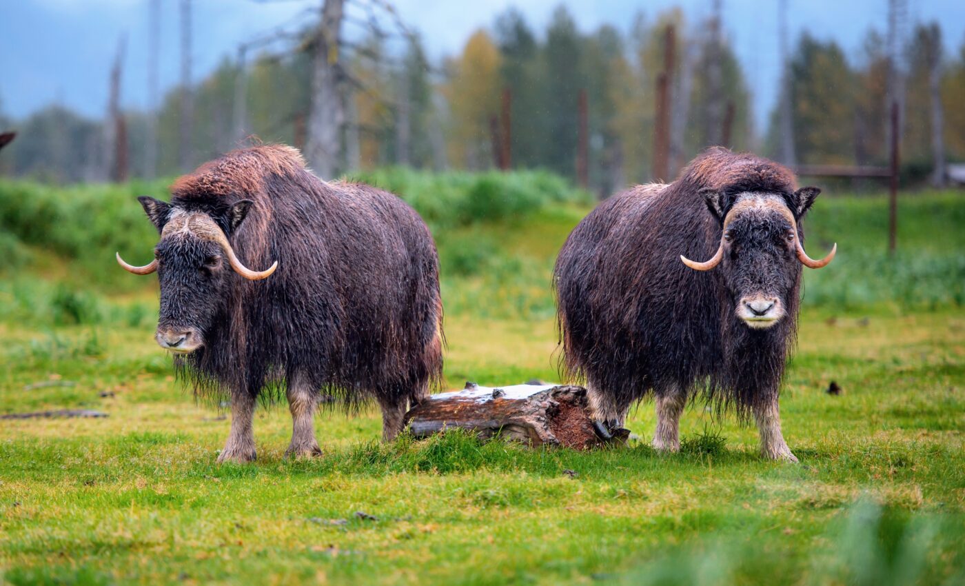 Minerals in the ground affect reproductive success in muskoxen
