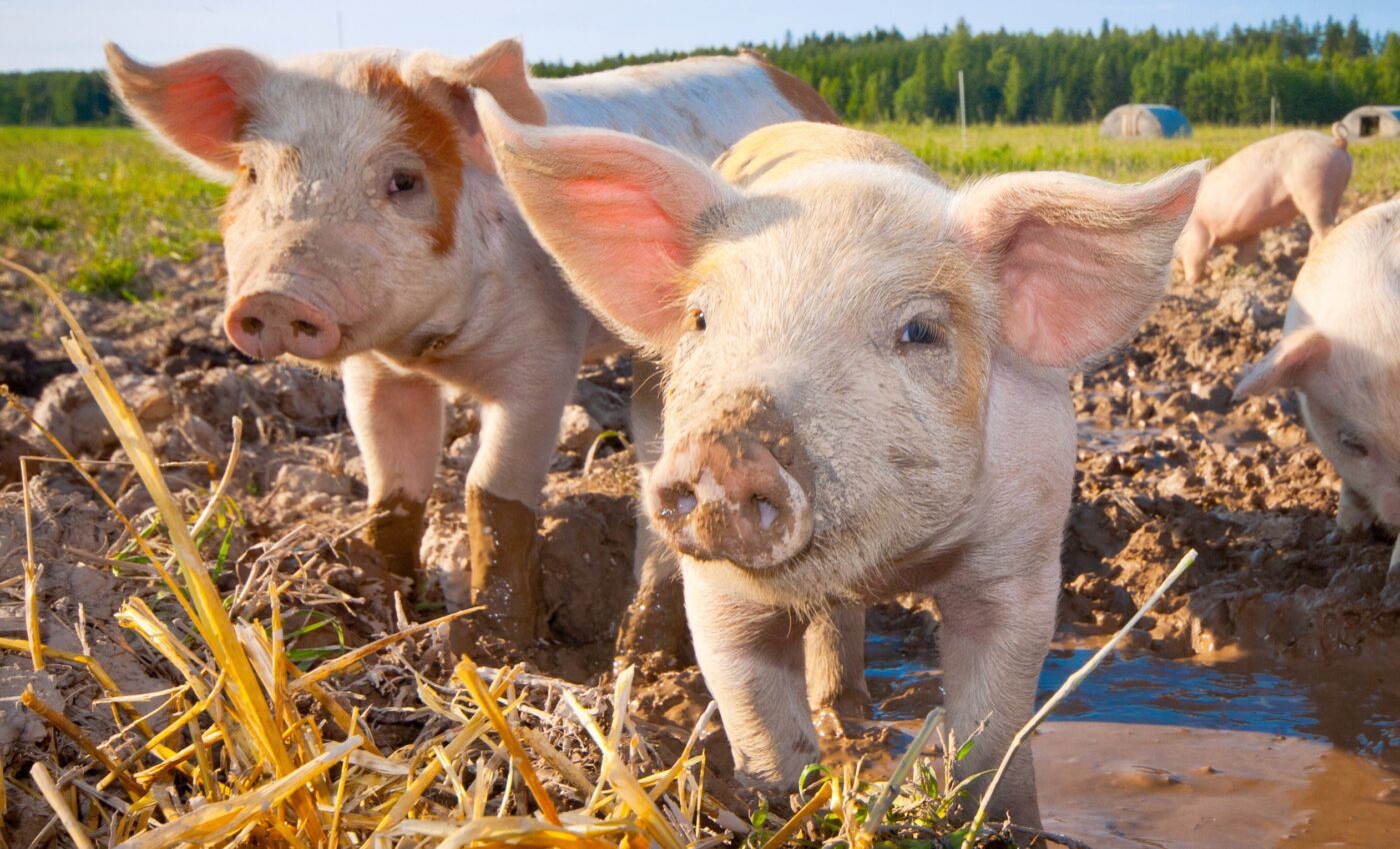 National Pig Day: Honoring the role of an underappreciated animal