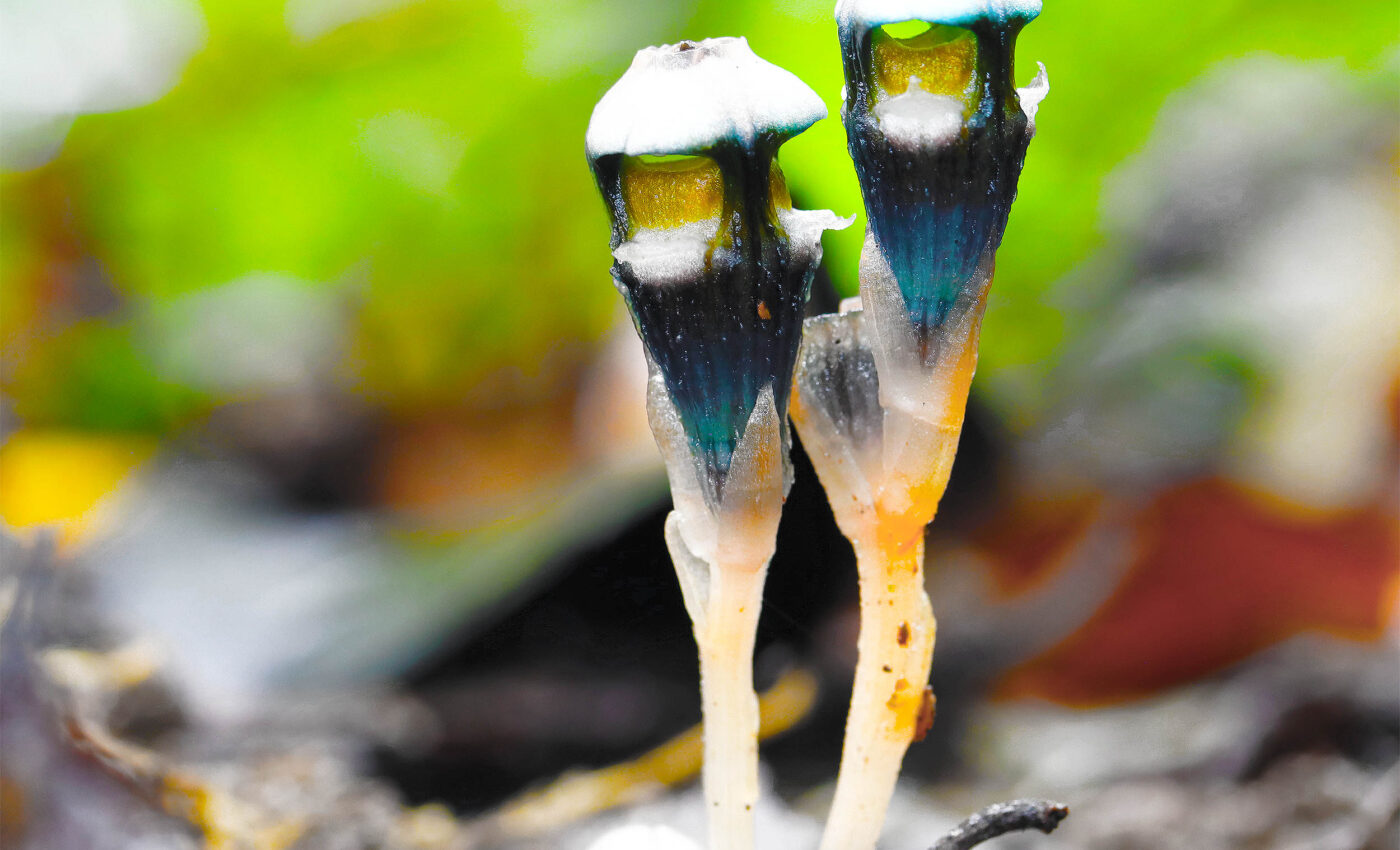 "Fairy lantern" plants now have a new family member