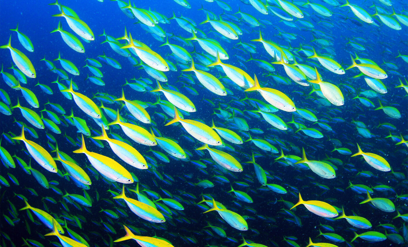 Fish foraging behavior is changing as they adapt to warming waters