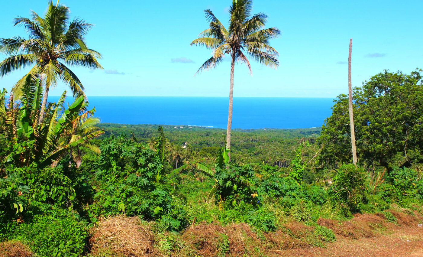 Forests can recover incredibly quickly after cyclones and hurricanes