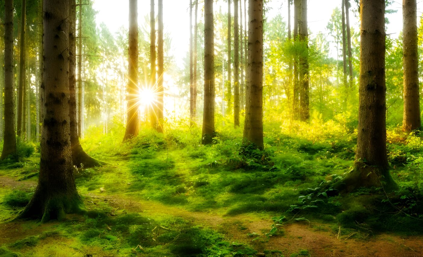 Earthquakes have long lasting impacts on forests