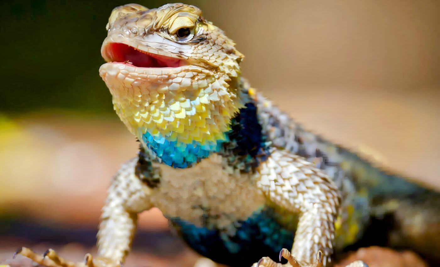 Deforestation threatens the future of 8 in 10 lizards