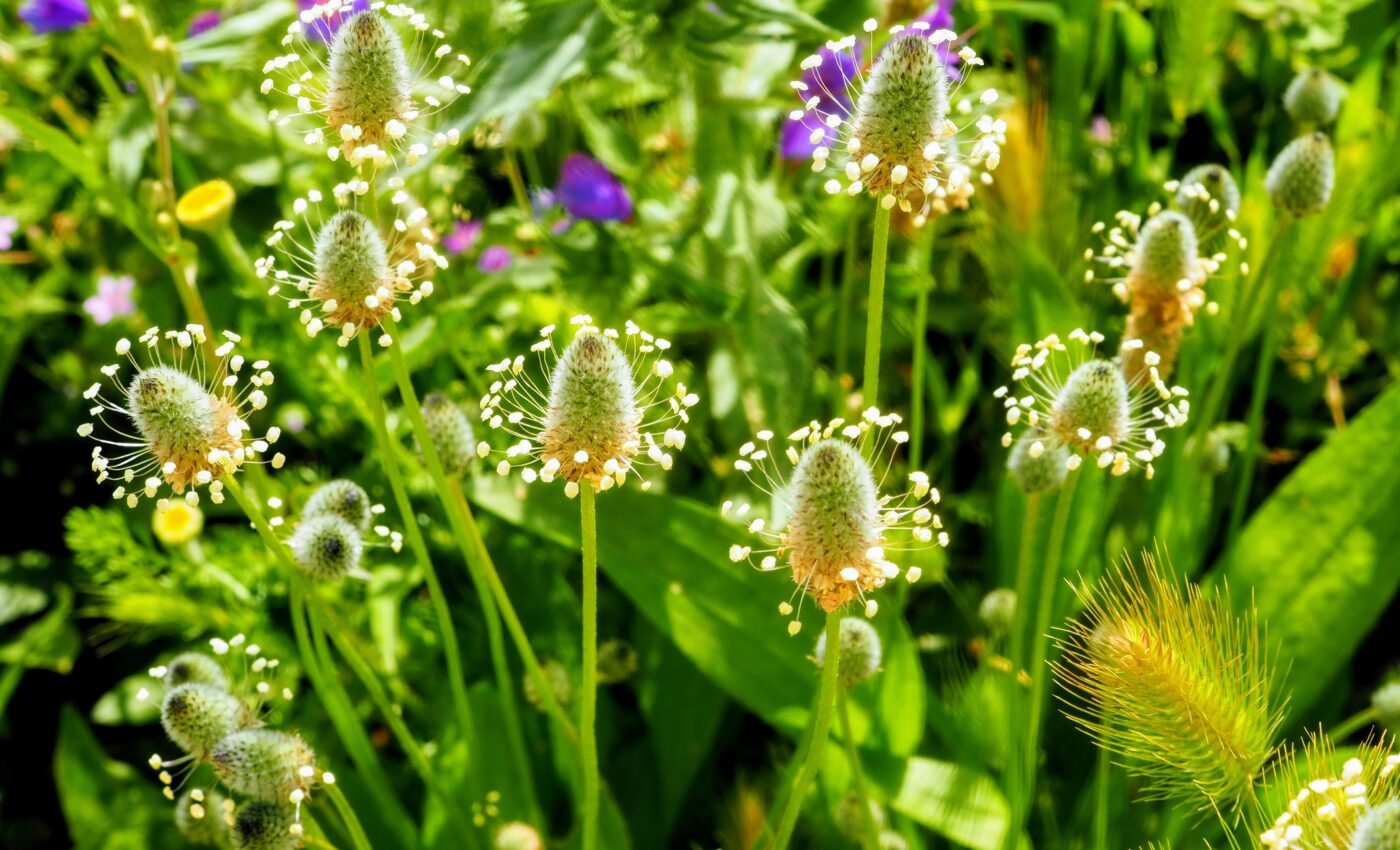 Time bombs: Invasive plants can lie dormant for centuries