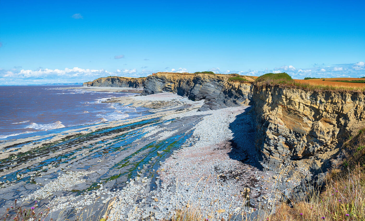 World’s 'newest' oldest forest, recently discovered, is full of Calamophyton trees