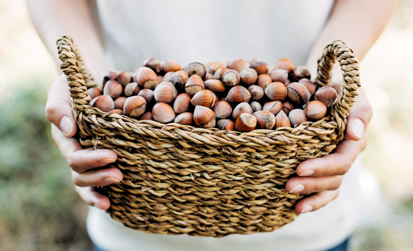 Hazelnut shells offer a glimpse of ancient landscapes