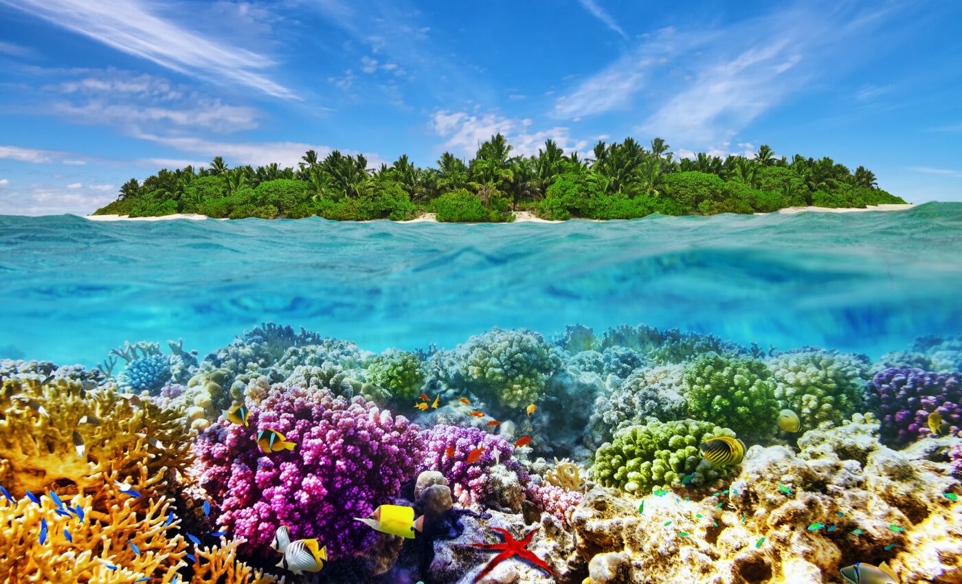 Microbes have a surprising influence on coral bleaching