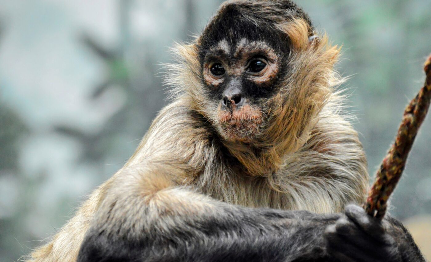 Animal extinction risk is heavily influenced by climate change