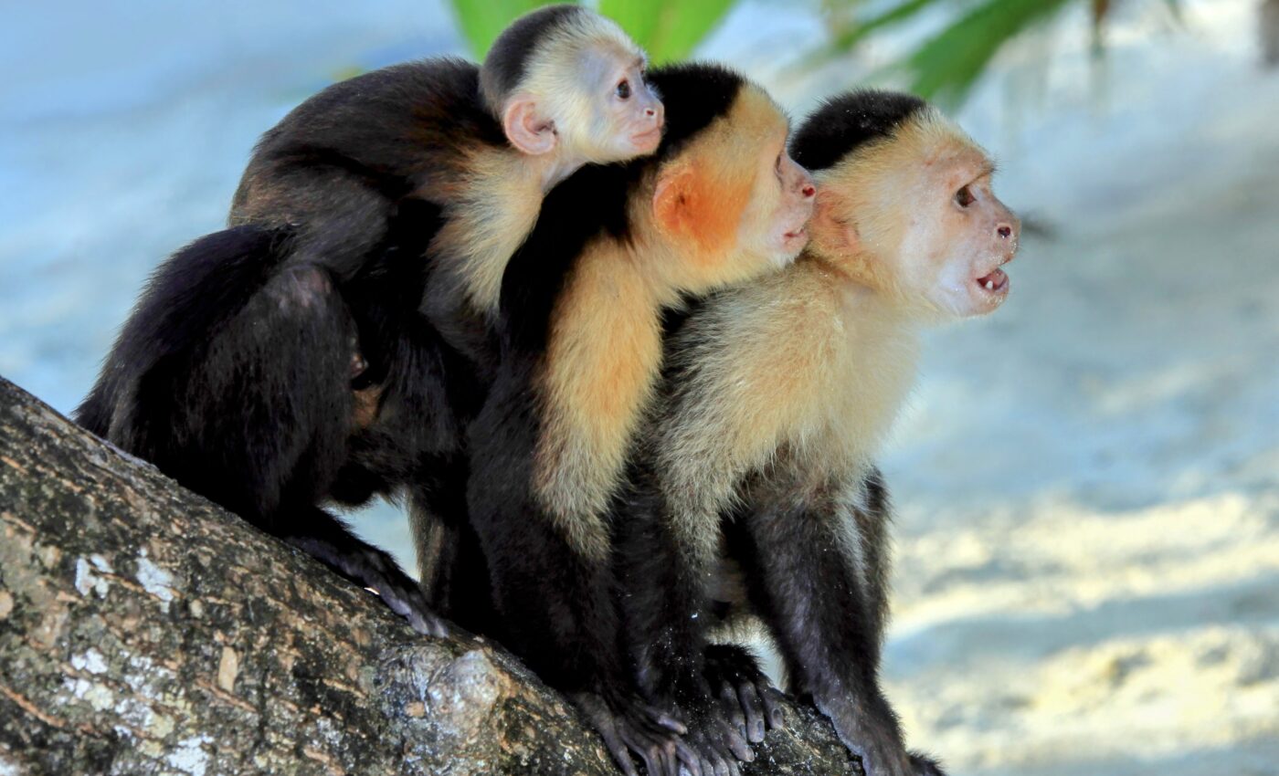 Deforestation changes social behavior in monkeys