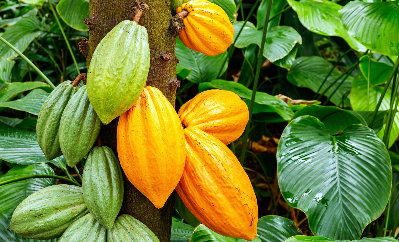 Cacao trees and their 5,000-Year Odyssey of global domestication