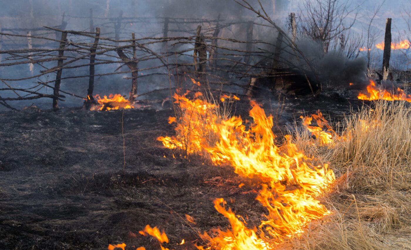 How dormant soil microbes survive in a 60-year-old fire