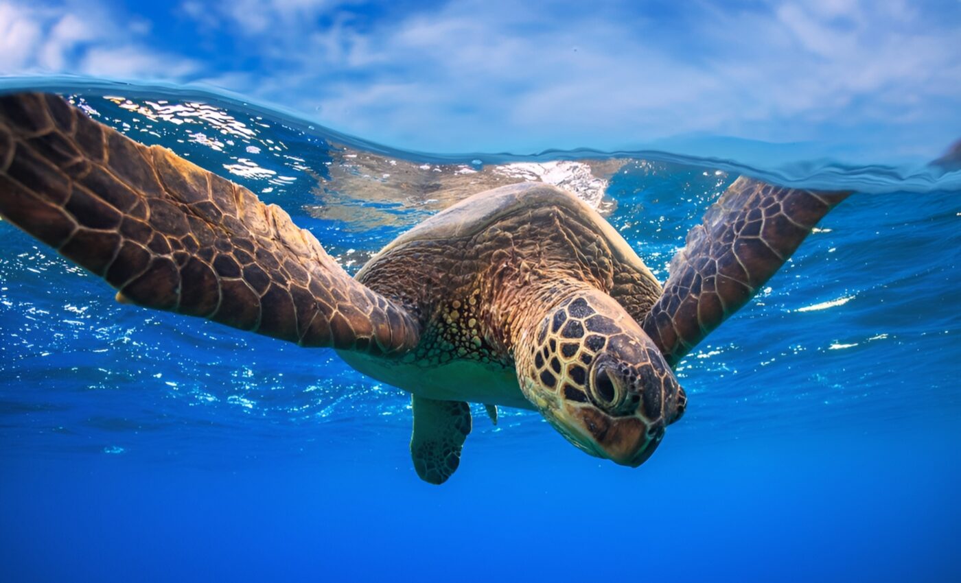 Hundreds of plastic items found in deceased sea turtles