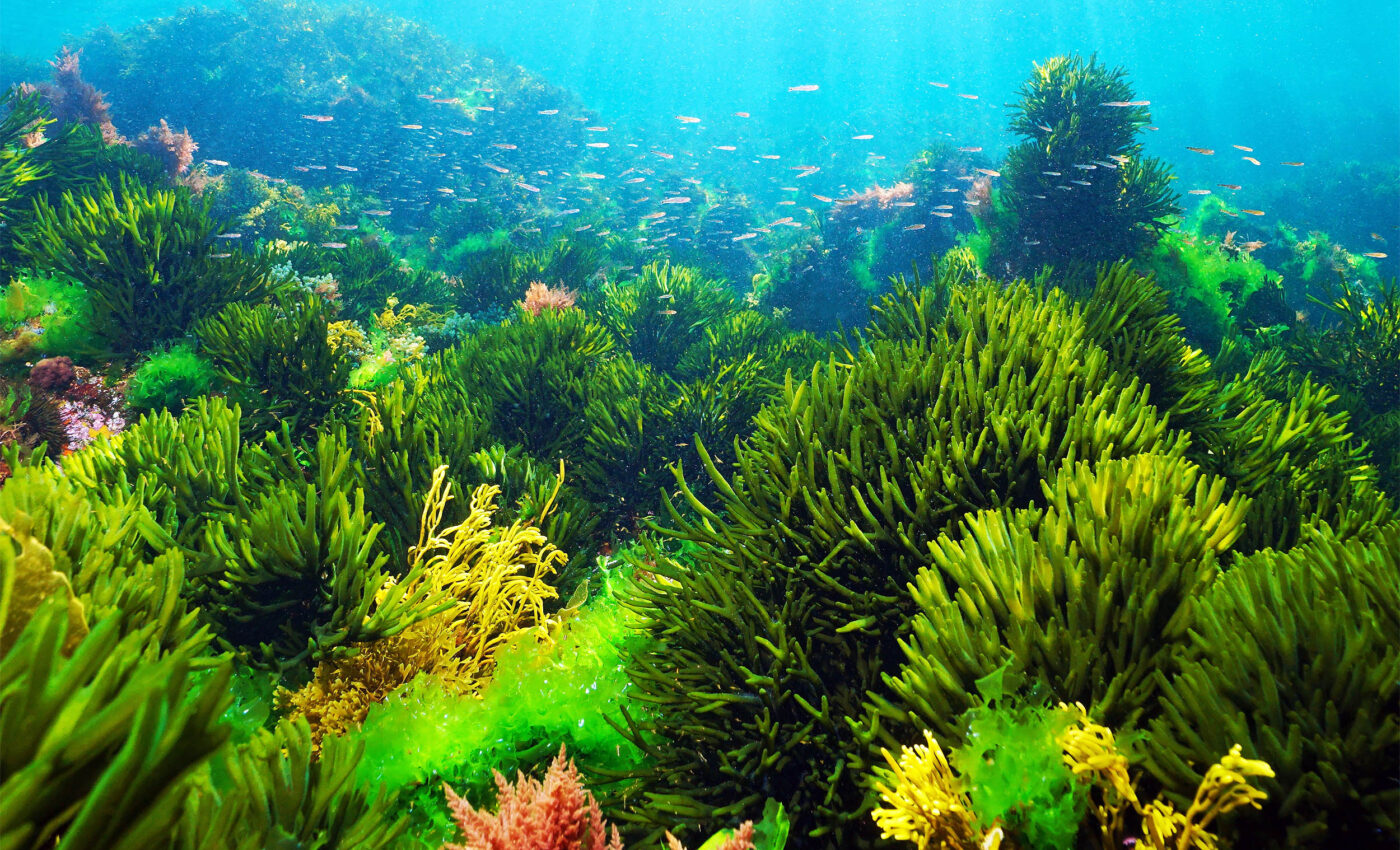 Marine algae genes used to boost crop yields in land plants