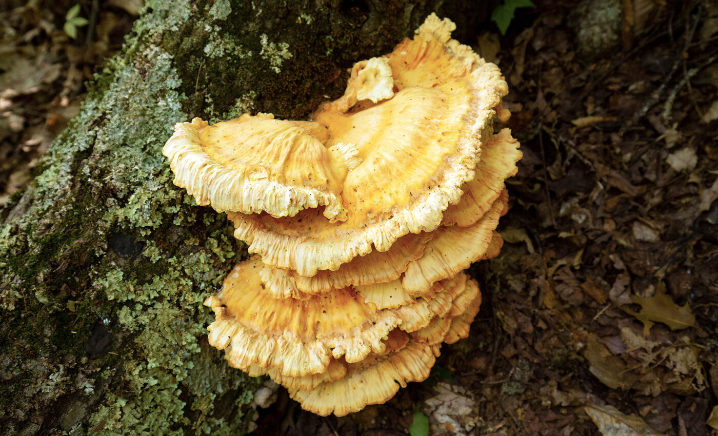Inaoside A: New antioxidant discovered in mushrooms